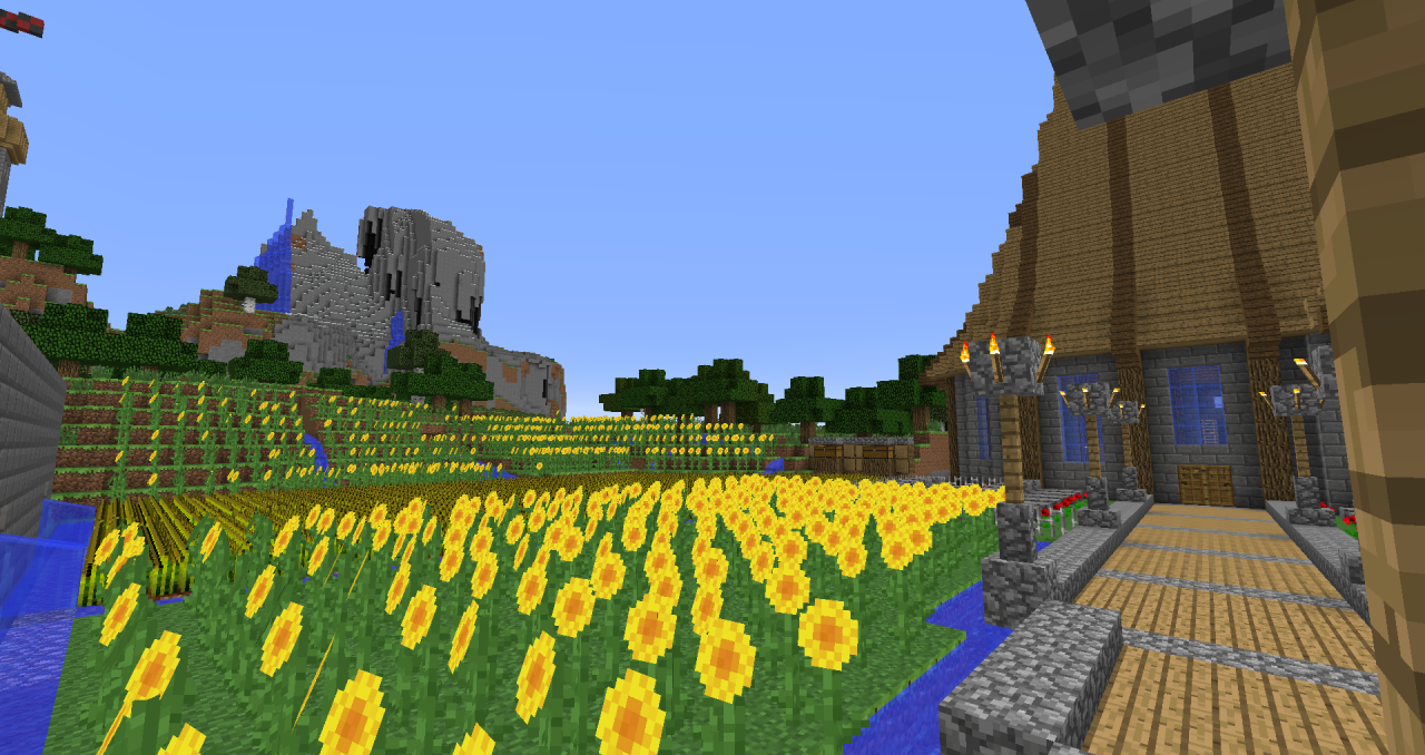 Champs de tournesols